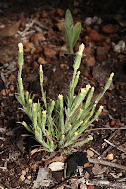 APII jpeg image of Millotia tenuifolia var. tenuifolia  © contact APII