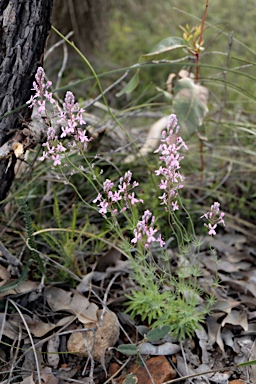 APII jpeg image of Stylidium brunonianum  © contact APII