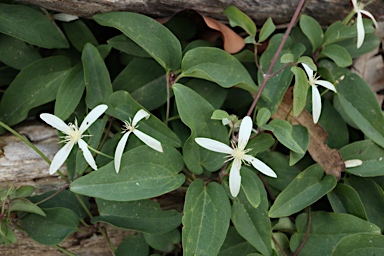 APII jpeg image of Clematis pubescens  © contact APII