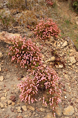 APII jpeg image of Stylidium bulbiferum  © contact APII