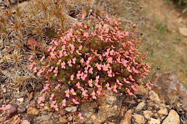 APII jpeg image of Stylidium bulbiferum  © contact APII