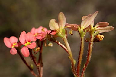 APII jpeg image of Stylidium bulbiferum  © contact APII