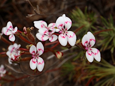 APII jpeg image of Stylidium dichotomum  © contact APII