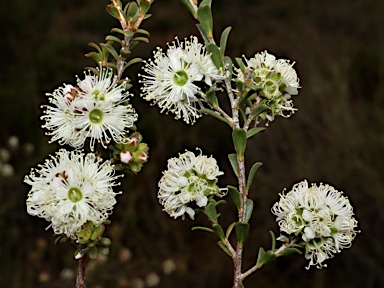 APII jpeg image of Kunzea micrantha subsp. micrantha  © contact APII