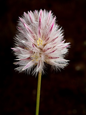 APII jpeg image of Ptilotus drummondii var. drummondii  © contact APII