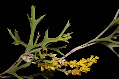APII jpeg image of Synaphea spinulosa subsp. spinulosa  © contact APII
