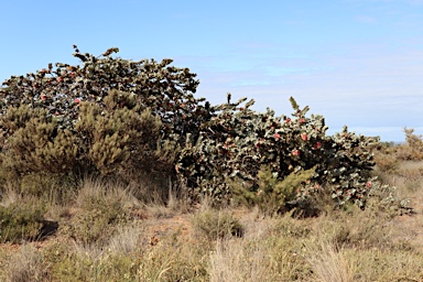 APII jpeg image of Eucalyptus macrocarpa subsp. elachantha  © contact APII