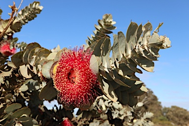 APII jpeg image of Eucalyptus macrocarpa subsp. elachantha  © contact APII
