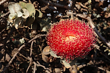 APII jpeg image of Eucalyptus macrocarpa subsp. elachantha  © contact APII