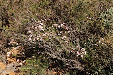 APII jpeg image of Babingtonia grandiflora  © contact APII