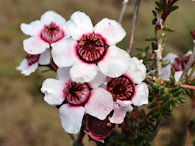 APII jpeg image of Babingtonia grandiflora  © contact APII