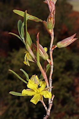 APII jpeg image of Hibbertia subvaginata  © contact APII