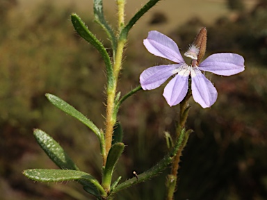 APII jpeg image of Scaevola glandulifera  © contact APII