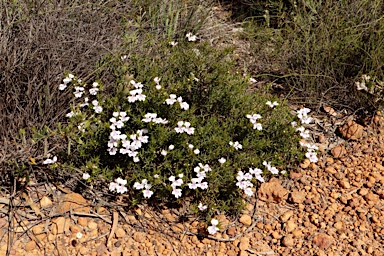 APII jpeg image of Hemiandra pungens  © contact APII