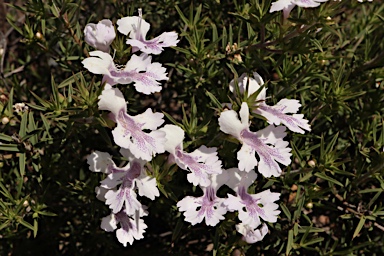 APII jpeg image of Hemiandra pungens  © contact APII