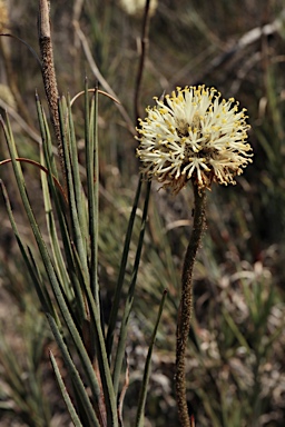 APII jpeg image of Dasypogon obliquifolius  © contact APII