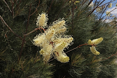 APII jpeg image of Grevillea leucopteris  © contact APII