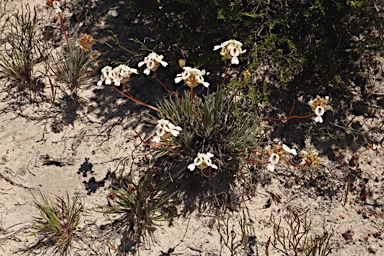 APII jpeg image of Stylidium crossocephalum  © contact APII