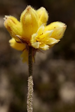 APII jpeg image of Conostylis angustifolia  © contact APII
