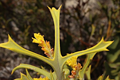 APII jpeg image of Synaphea spinulosa subsp. spinulosa  © contact APII