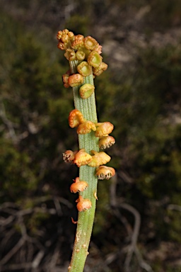 APII jpeg image of Tersonia cyathiflora  © contact APII