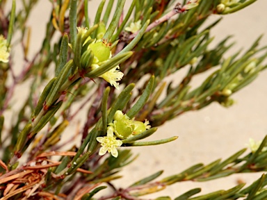 APII jpeg image of Monotaxis grandiflora var. grandiflora  © contact APII