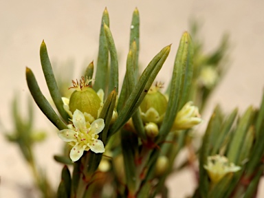 APII jpeg image of Monotaxis grandiflora var. grandiflora  © contact APII