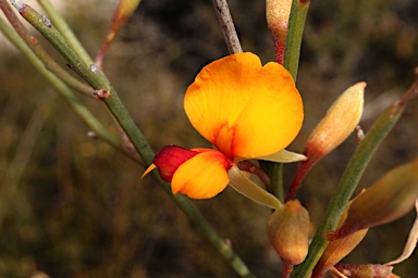 APII jpeg image of Jacksonia lehmannii  © contact APII