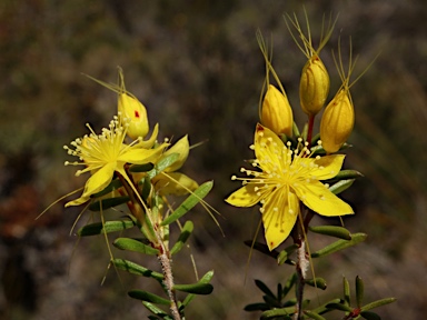 APII jpeg image of Calytrix flavescens  © contact APII