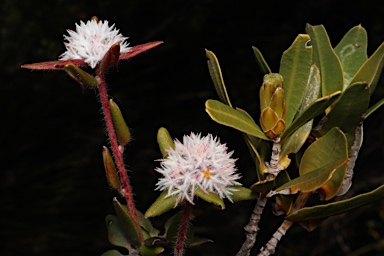 APII jpeg image of Leucopogon plumuliflorus  © contact APII