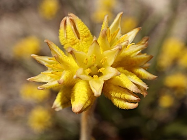 APII jpeg image of Conostylis aurea  © contact APII