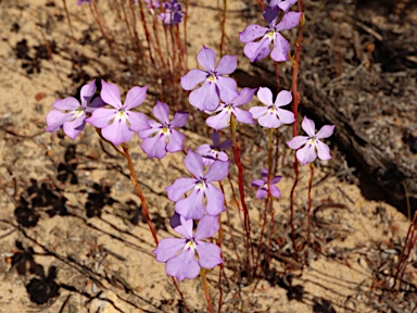 APII jpeg image of Isotoma hypocrateriformis  © contact APII