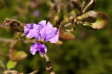 APII jpeg image of Dampiera loranthifolia  © contact APII