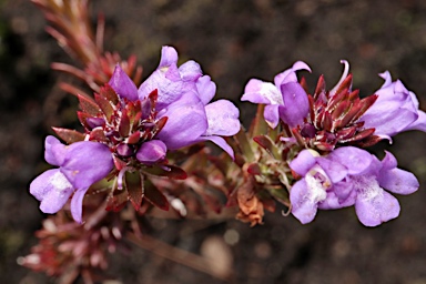 APII jpeg image of Eremophila densifolia subsp. densifolia  © contact APII