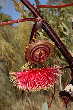 APII jpeg image of Eucalyptus youngiana  © contact APII