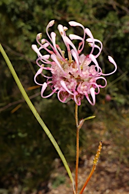 APII jpeg image of Grevillea bracteosa  © contact APII