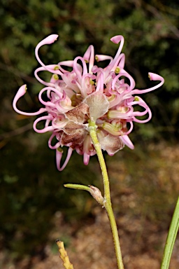 APII jpeg image of Grevillea bracteosa  © contact APII