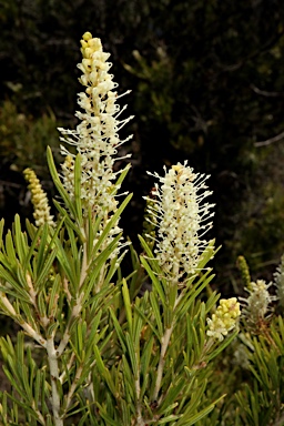 APII jpeg image of Grevillea  © contact APII