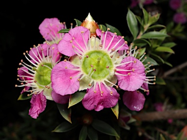 APII jpeg image of Leptospermum macrocarpum  © contact APII