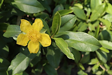 APII jpeg image of Hibbertia scandens  © contact APII