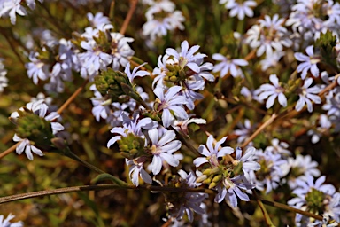 APII jpeg image of Scaevola thesioides  © contact APII