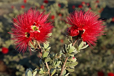 APII jpeg image of Kunzea pulchella  © contact APII