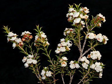 APII jpeg image of Thryptomene australis subsp. australis  © contact APII
