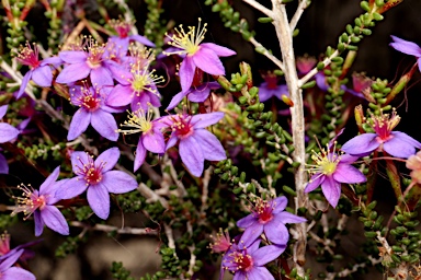 APII jpeg image of Calytrix leschenaultii  © contact APII