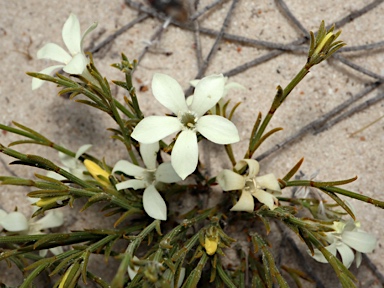 APII jpeg image of Orianthera flaviflora  © contact APII