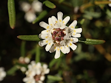 APII jpeg image of Westringia cephalantha var. caterva  © contact APII