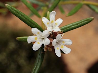 APII jpeg image of Westringia cephalantha var. caterva  © contact APII