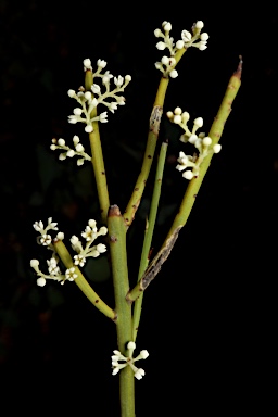 APII jpeg image of Leptomeria preissiana  © contact APII