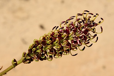 APII jpeg image of Grevillea eryngioides  © contact APII