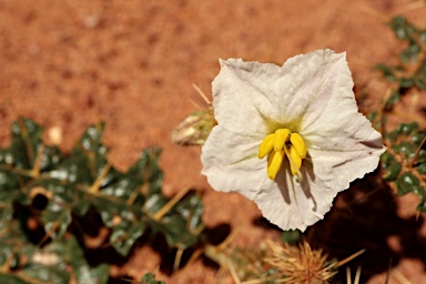 APII jpeg image of Solanum hoplopetalum  © contact APII